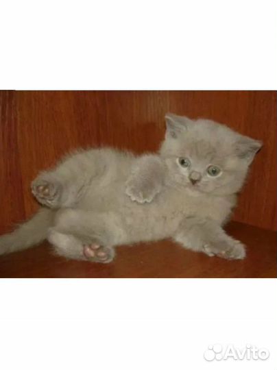 Шотландские котята