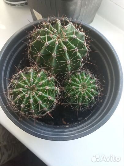 Кактусы и суккуленты