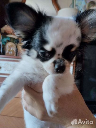 Щенки чихуахуа длинношерстные