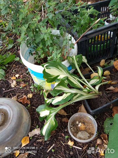 Хоста растение