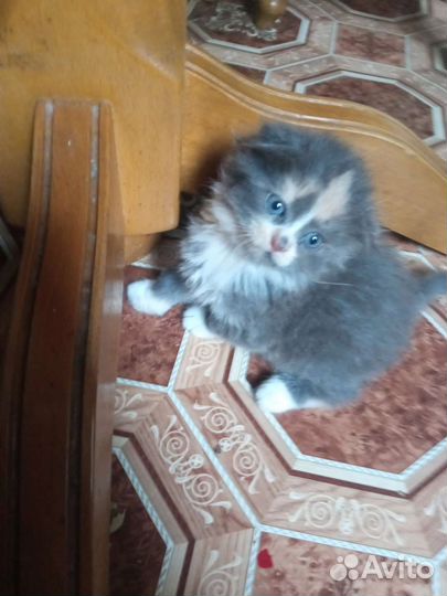 Шотландские вислоухие котята