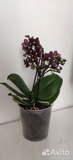 Орхидея Phal. Natsume’s Berry exclusive