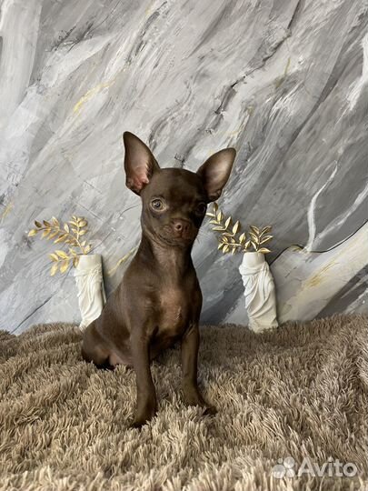 Чихуахуа роскрошный Биг Тайм