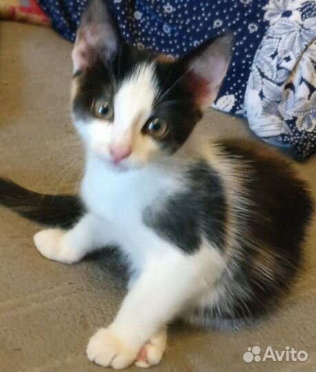 Котята в добрые руки бесплатно