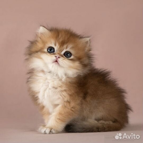 Мальчик длинношерстная британская шиншила