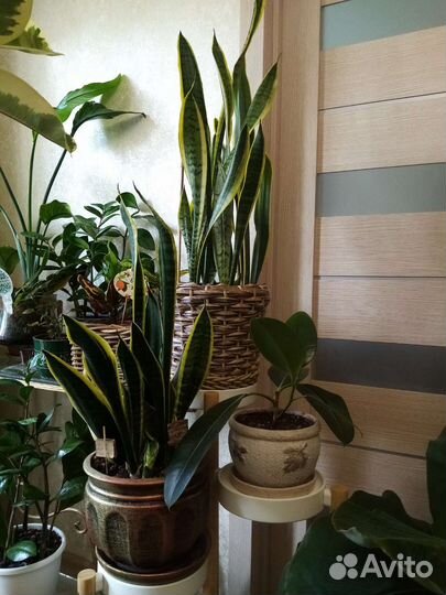Банан зензи Сансевьерия Замиакулькас