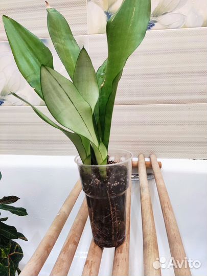 Сансивиерия