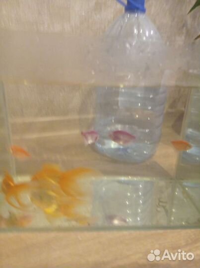 Аквариумные рыбки