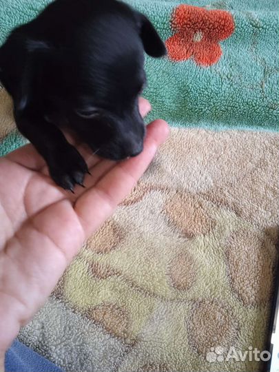 Собаки щенки той-терьер