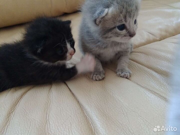 Отдам бесплатно котят в добрые руки