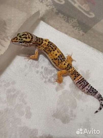 Геккон эублефар