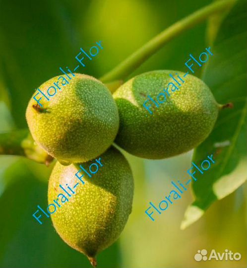 Грецкий орех Изобильный