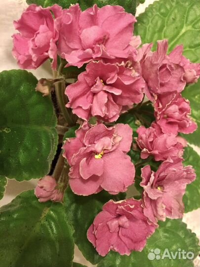 Фиалка Фиалки детки неприхотливые