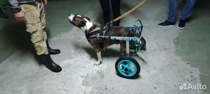 Инвалидная коляска, протез, для собак и кошек