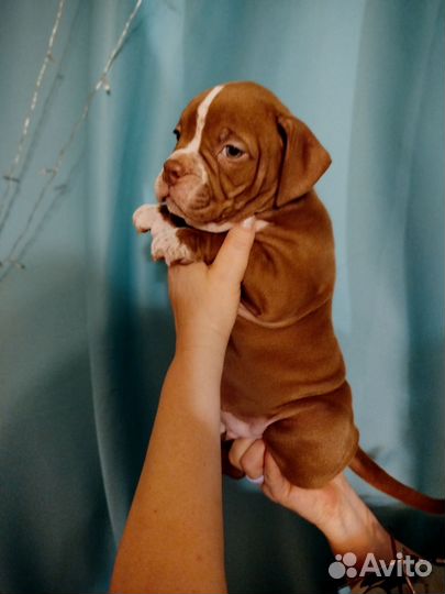 Американский булли