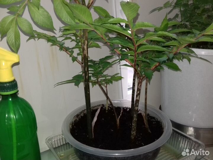 Аморфофаллус коньяк клубневый