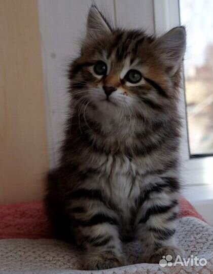 Сибирские котята, очень красивые