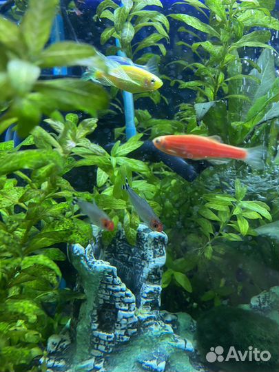 Рыбка родостомус (таксист)