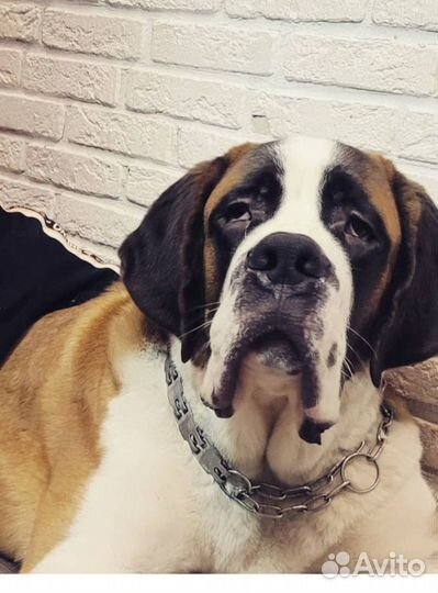 Сенбернар вязка