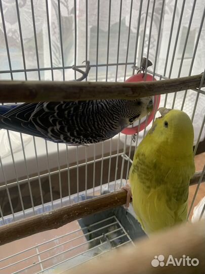 Волнистые попугаи