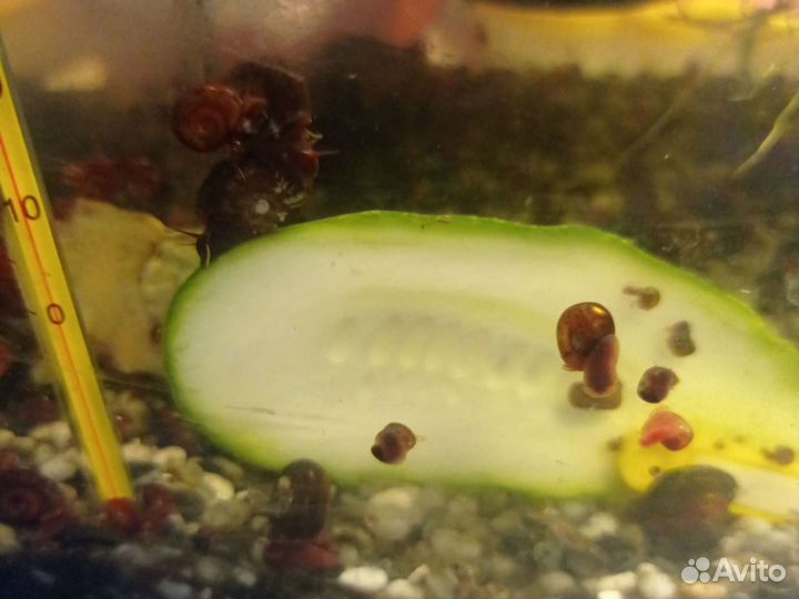 Улитки аквариумные