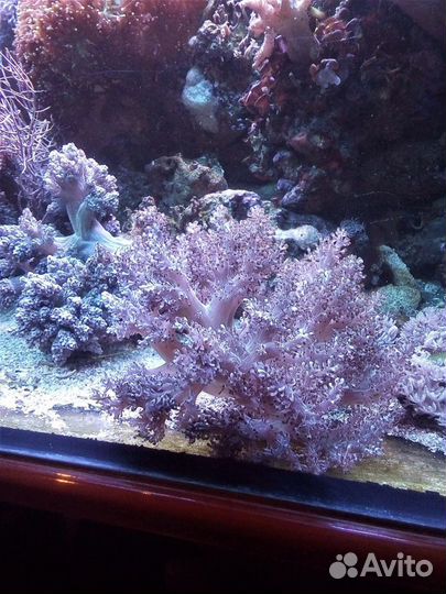 Живой коралл - капнелла, актиния квадриколор