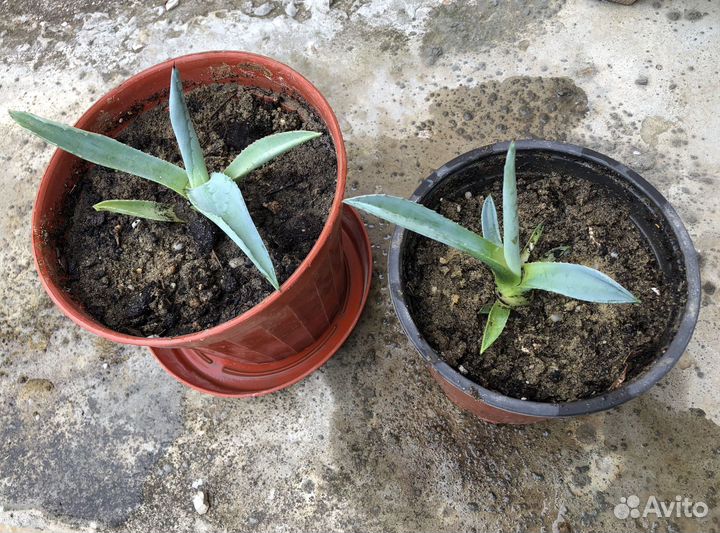 Агава голубая