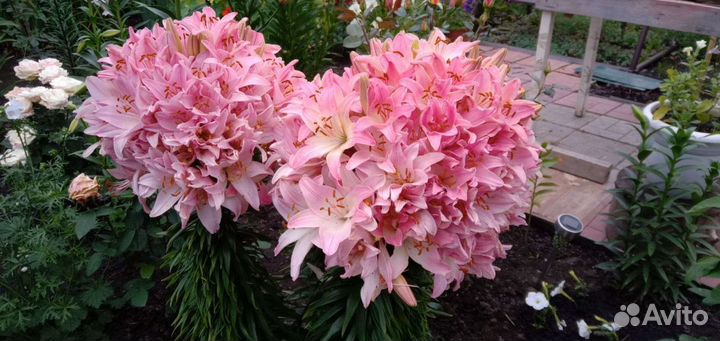 Лилии луковицы