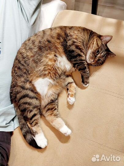 Красавица Муся в добрые руки