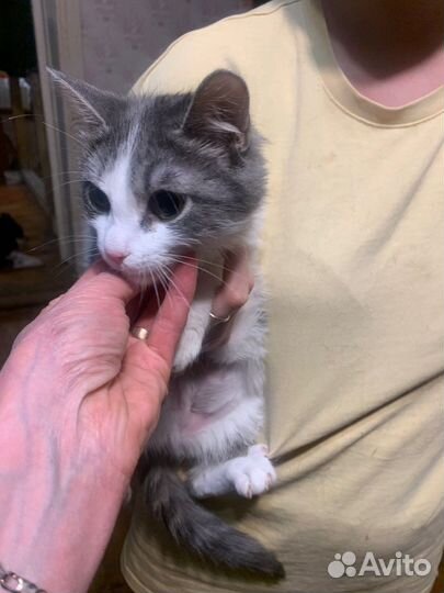 Котёнок 8 мес девочка