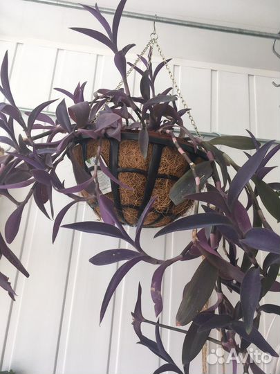 Традесканция