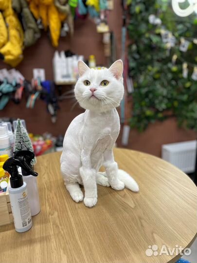 Стрижка собак и кошек (Груминг)