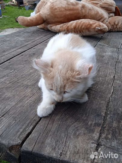 Кошка и коты