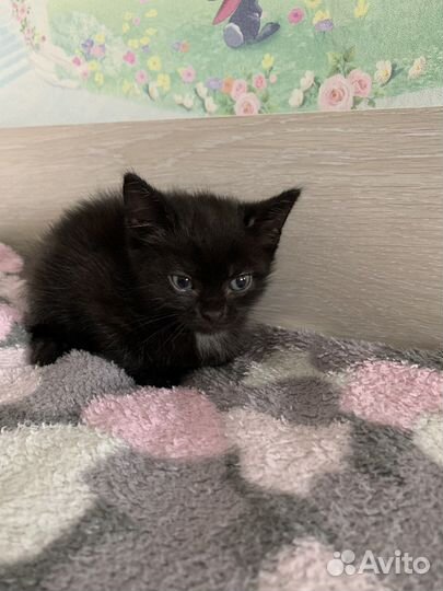 Котята от кошки мышеловки