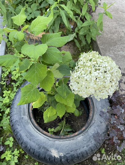 Гортензия Аннабель/ ирисы и др