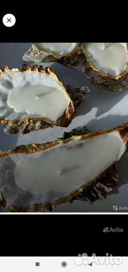Ракушки устриц