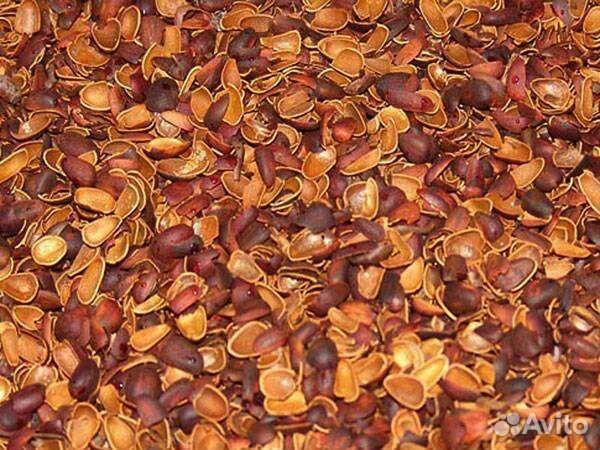 Скорлупа кедрового ореха (мульча)