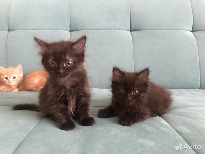 Котята в добрые руки даром