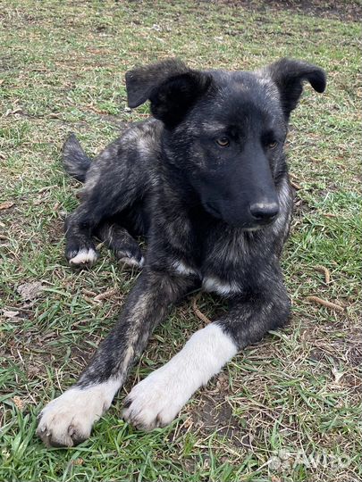 Щенок 6 мес тмгровый окрас бесплатно