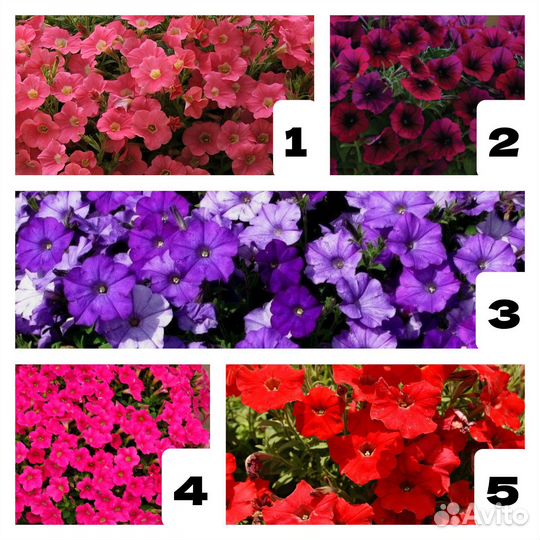 Рассада ампельной петунии