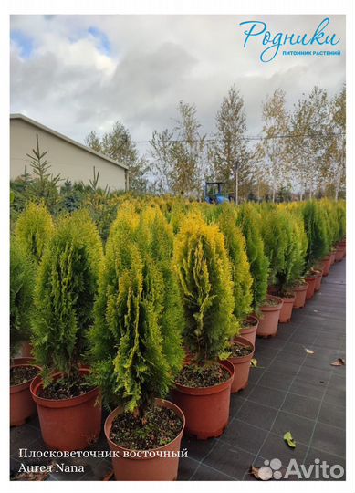 Туя западная Ауреа Нана Голд