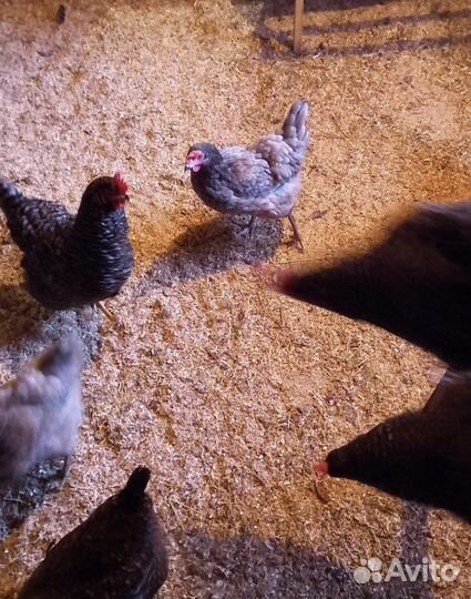 Осушитель, сухая присыпка для животных и птиц 3 л