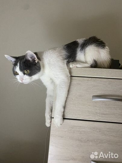 Кошка в дар бесплатно