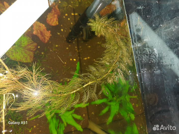 Перистолистник Рорайма