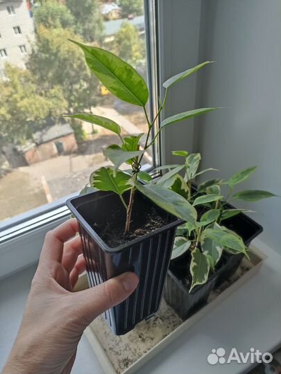 Фикус бенджамина