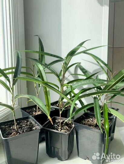 Укорененные черенки фикуса Али