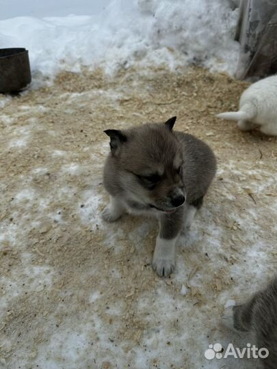 Западно сибирская лайка