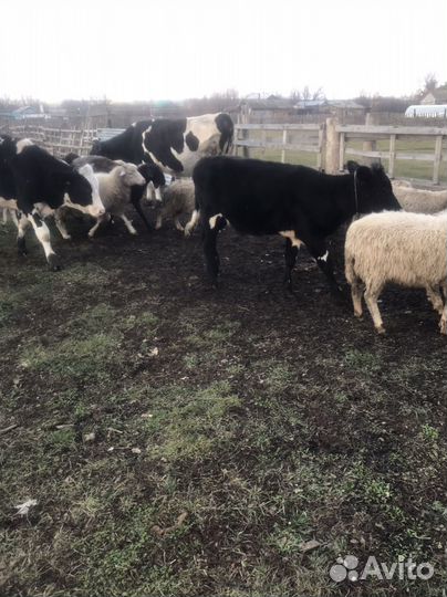 Бык, телки, бараны