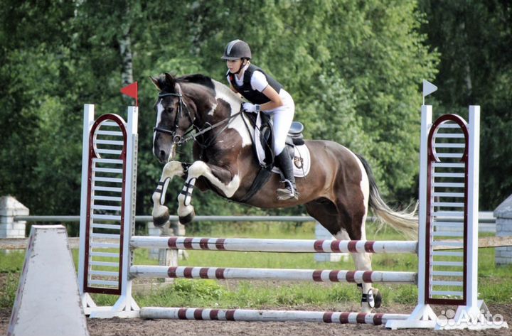 Спортивные лошади