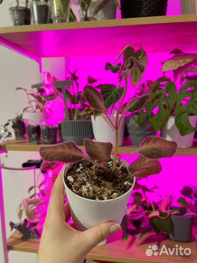 Комнатные растения цветы